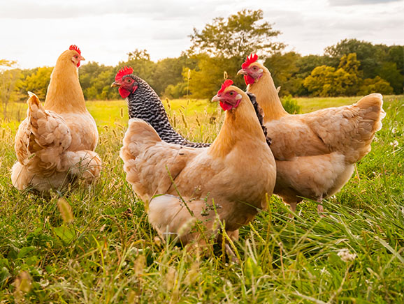 Free-Range Hens