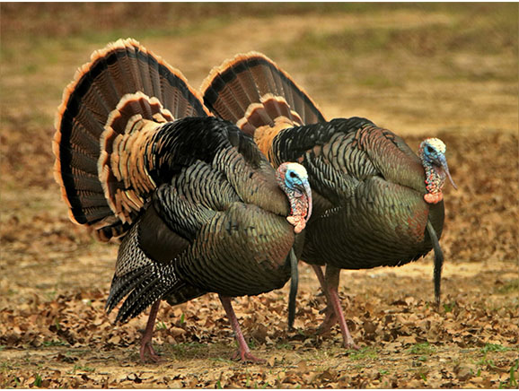 Two Tom Turkeys